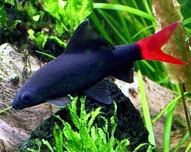 red tail shark with african cichlids