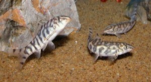 Pakistani loach for sales sale